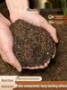 Pine Needle Humus Soil: Natural, Decaying Leaf Peat for Clivia & Succulent Planting