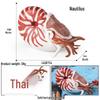Ancient Marine Animal Ammonite Simulation Set: Educational Gifts for Kids
