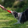 Tug-E-Nuff Dog Toy, Pocket Faux Fur, Orange, Pull Toy, 9707-O, Authentic
