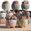 NEW Ceramic Flower Pot Creative Design Ice Cracked Glaze Succulent Pot Planter Small Flowerpot Home Hotel Ornament Decoration