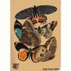 Retro Schmetterlings-Illustrationsposter: Handbemalte Tier-Wandkunst im Vintage-Stil, europäisch & amerikanisch