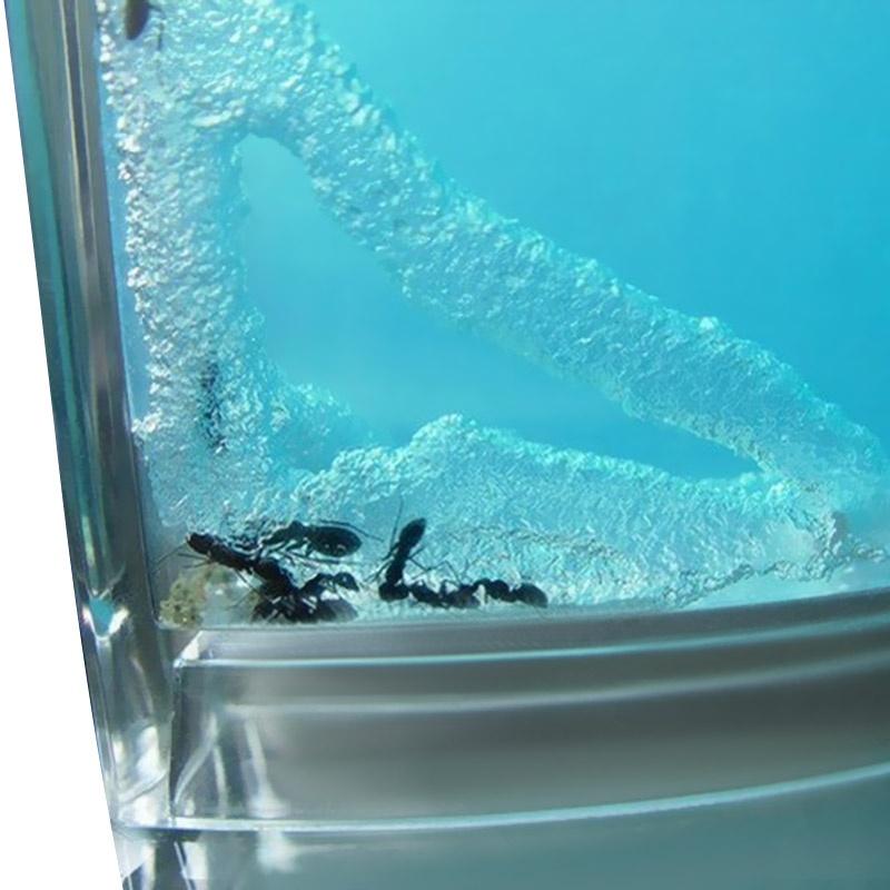 Interesse Coltivare Formicario a Torre Genitori e Bambini Giocattoli Educativi