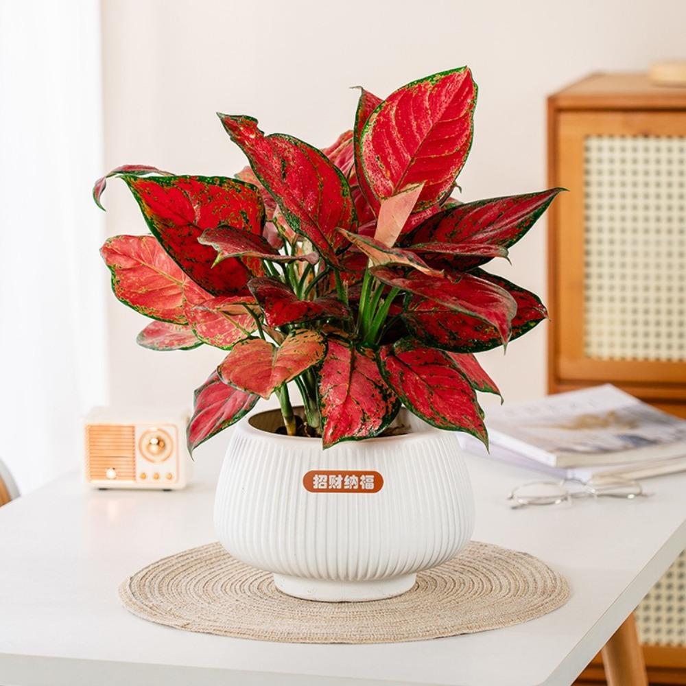 Removable Hydroponic Plants Pot Self Watering Office Bonsai Decor Creative Flowerpot