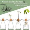 High Borosilicate Avocado Hydroponic Vase for Pit Seed Cultivation