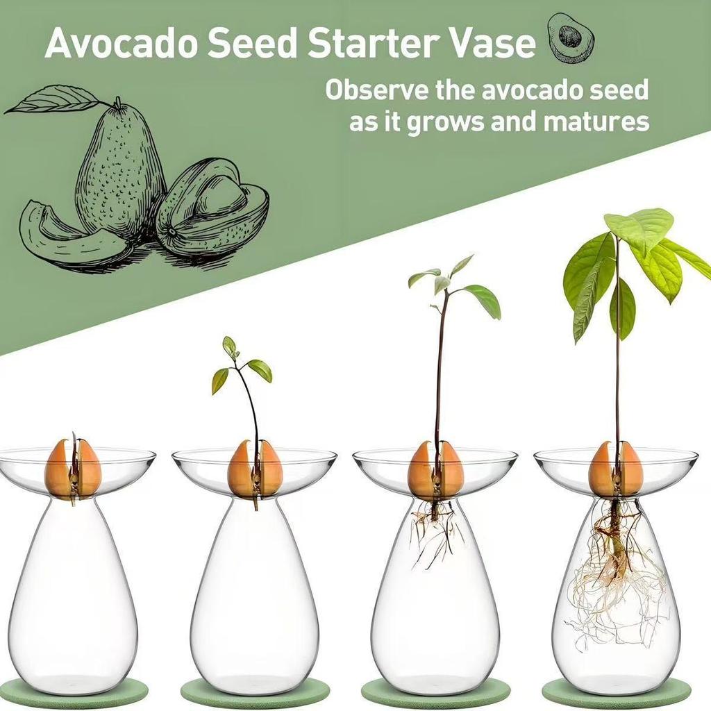 High Borosilicate Avocado Hydroponic Vase for Pit Seed Cultivation