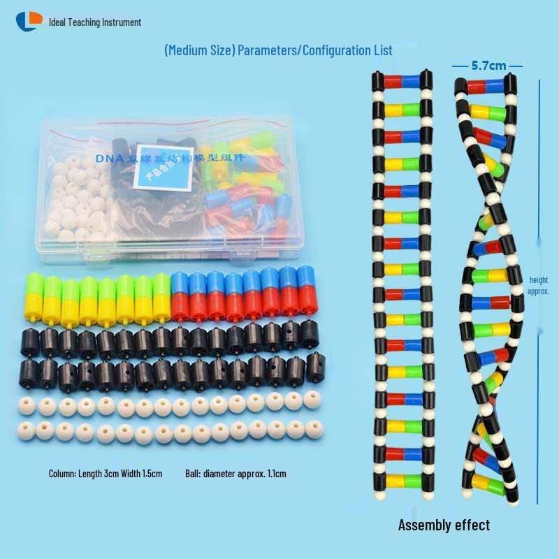 DNA Double Helix Model for Biology Education: Primary to High School Science Teaching Tool