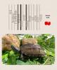 Golden Line Chinese Grass Turtle - Easy-to-Raise Omnivorous Pet for Outdoor Ponds
