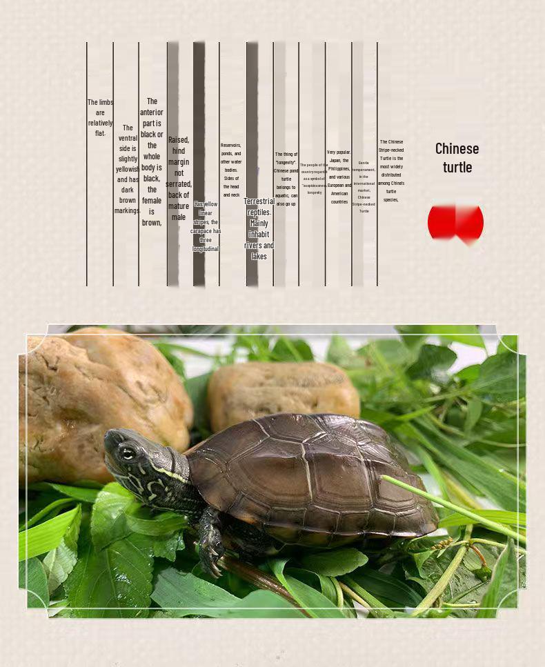 Golden Line Chinese Grass Turtle - Easy-to-Raise Omnivorous Pet for Outdoor Ponds
