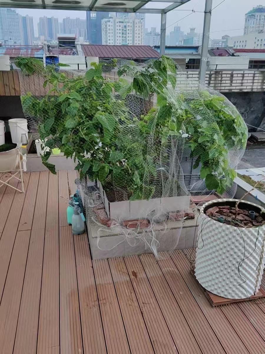 

Orchard Anti-Bird Nylon Net for Cherry & Jaboticaba Trees - Sky Grape Protection