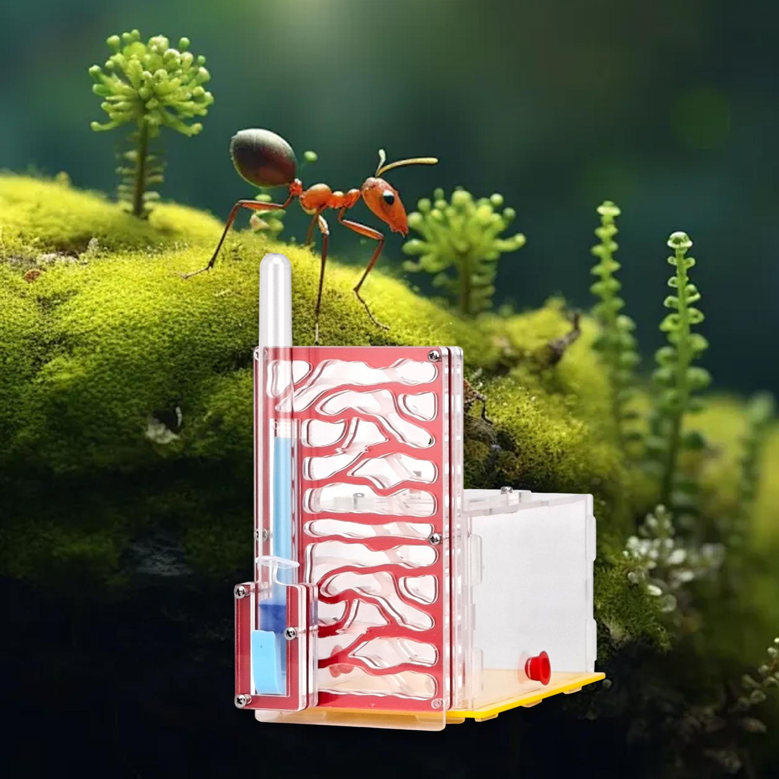 

Ферма с кормушкой, прозрачный инкубатор для научных целей красный