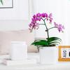 Automatic Water-absorbing Flowerpot with Transparent Water Level Indicator Self-Watering Planter for Indoor Plants Succulents Cactus Herb