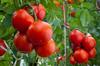 SAFLAX Organic - Tomato - Matina - 10 Seeds - With Potting Substrate for Better Cultivation - Solanum Lycopersicum