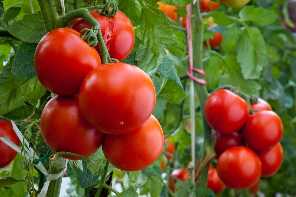 SAFLAX Organic - Tomato - Matina - 10 Seeds - With Potting Substrate for Better Cultivation - Solanum Lycopersicum