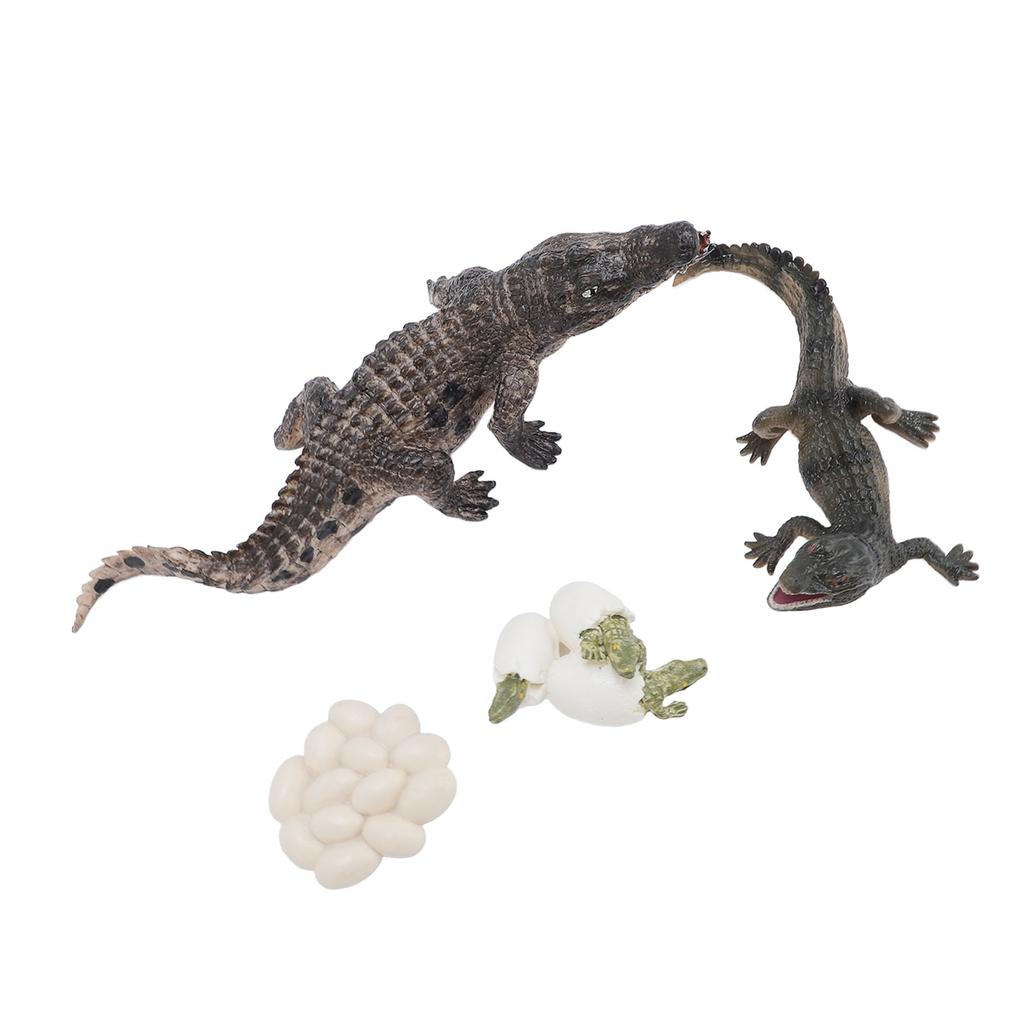 Animal Growth Life Cycle Model Set Early Education PVC Cognition Reptile Animal Figures for Children