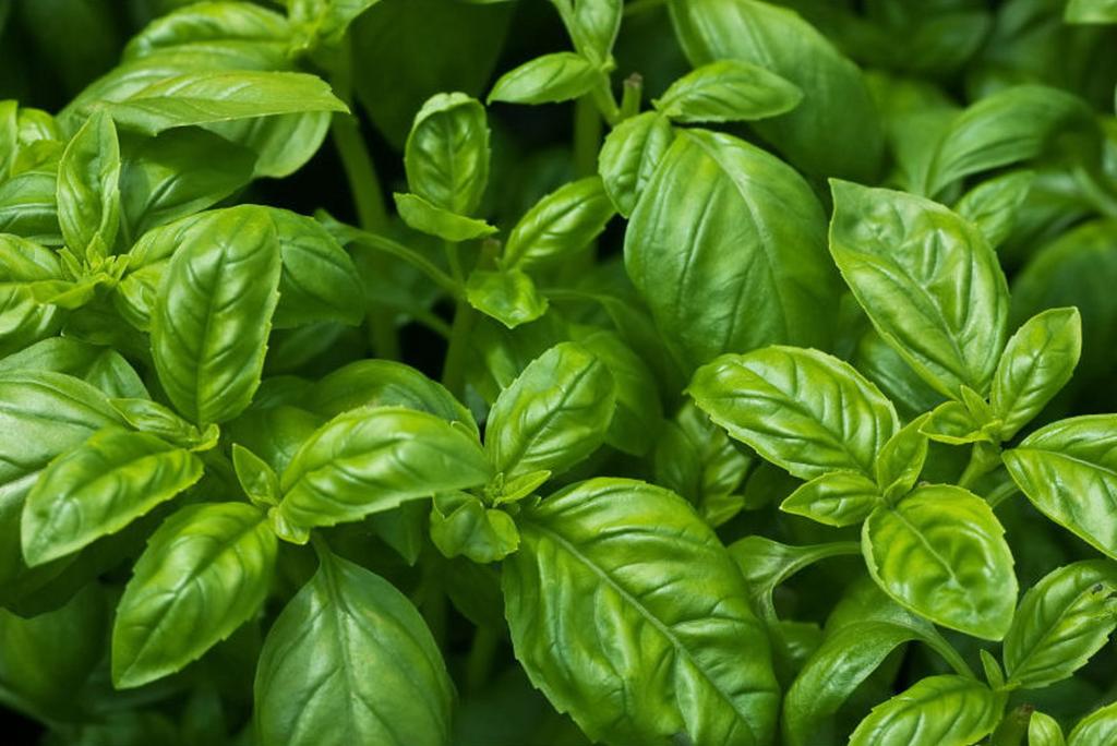 500 Basil Seeds - Aromatic Plant - Garden Vegetables - Reproducible Peasant Seeds - Semiwild