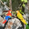 Adorno de Pájaro Resina Guacamayo Escarlata Escultura Realista Loro Vivo Estatua Impermeable Decoración Exterior Jardín
