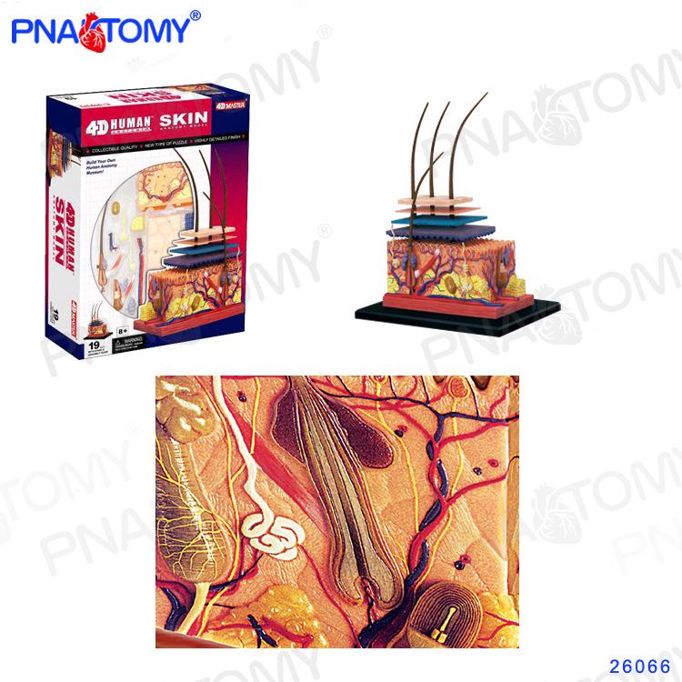 4D Human Anatomy Model: DIY Educational Toy for Oral Cavity, Skull, Skin, and Muscles