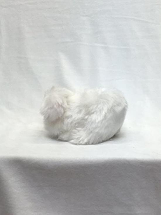 Momo the Angora Rabbit Plush Toy, Medium, White