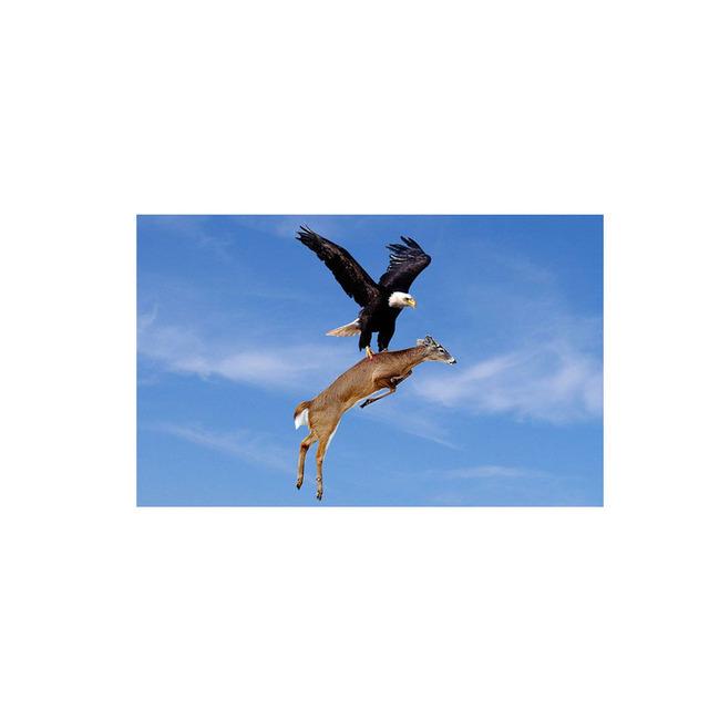 Eagle Flying In The Sky Lerretsmaling Nordic Posters and Prints Wall Art Pictures for Cuadros Living Room Home Decor No Frame