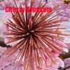 Temu Xi Yin Cherry Blossom Bamboo Incense Sticks - Customizable for Dropshipping
