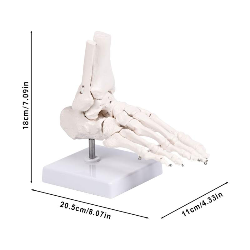 PVC Human Foot Skeleton Model For Anatomy Teaching Learning With Accurate Bone Structure Representation In Classrooms