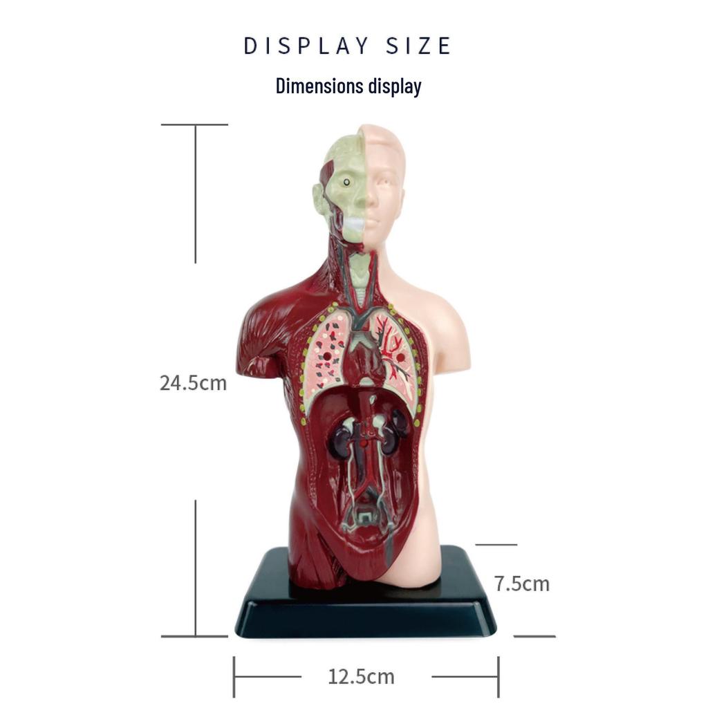 DIY Human Organ & Bone Model Set for Early Education & Kindergarten Students