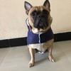 Dog Clothes Pet Clothing Factory Direct Sales Leg Clothes Cotton Clothes Dog Leather Clothes