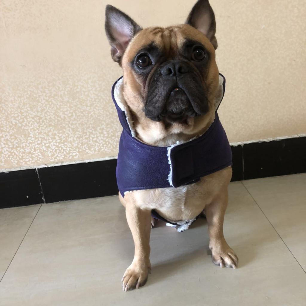 Dog Clothes Pet Clothing Factory Direct Sales Leg Clothes Cotton Clothes Dog Leather Clothes