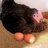 25cm/30cm Coconut Fiber Chicken Nesting Pad Washable Hen Nest Mat Thick Shock Absorbing Soft Egg Laying Mat for Poultry Coop Nesting Box