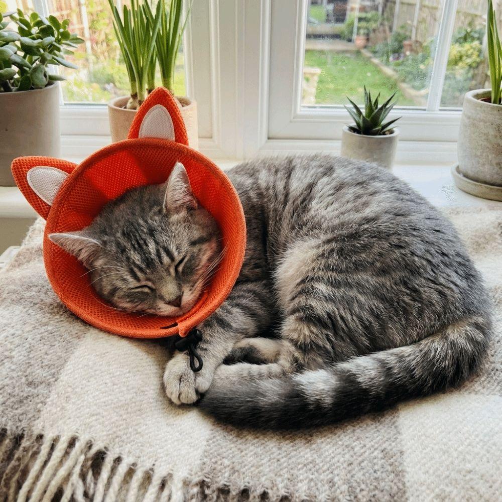 Tierförmiger Katzen-Elizabeth-Kragen Verstellbarer Katzen-Genesungskragen Katzen-Kegelkragen Kratzfest