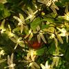 Dragonfly LED Solar String Lights Waterproof Colorful Decorative Lamp Outdoor Garden Balcony Patio Night Landscape Lighting