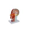 W89C Human Half Head Model Teaching Aid Neurovascular Musculature Model