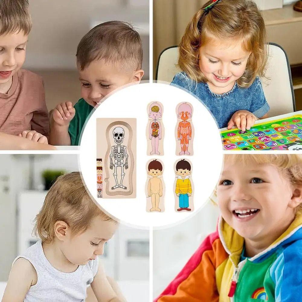פאזל מבנה גוף לבנים ולבנות אנטומיה חינוכית פאזל לימודי קוגניטיבי