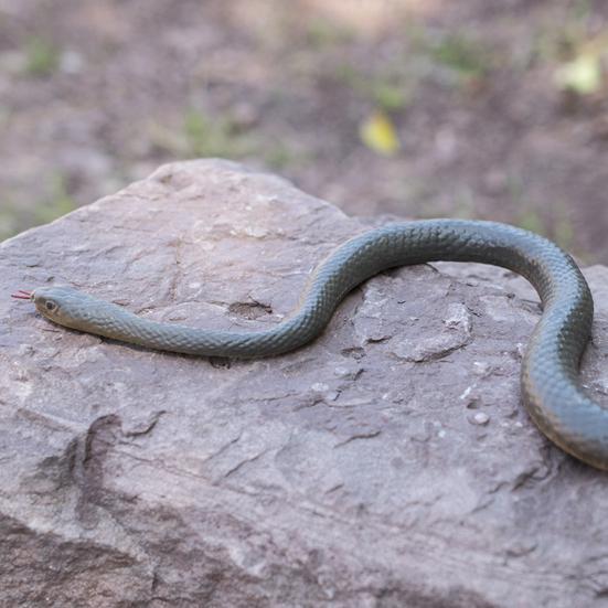 40 S-образная игрушка-шутка в форме змеи — фото 5