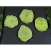 270Cts. Dyed Solar Durzy Agate 4Pcs Crystal Loose Gemstone Lot 30X35-39X41MM A-227