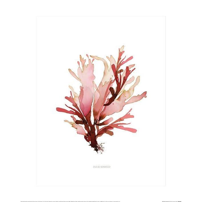 Summer Thornton Dulse Seaweed Poster