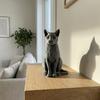 3D Printed Cat Figurine Mysterious Black Cat Statue Collectible Animal Sculpture for Home Office Desk Decor Gifts for Cat Lovers