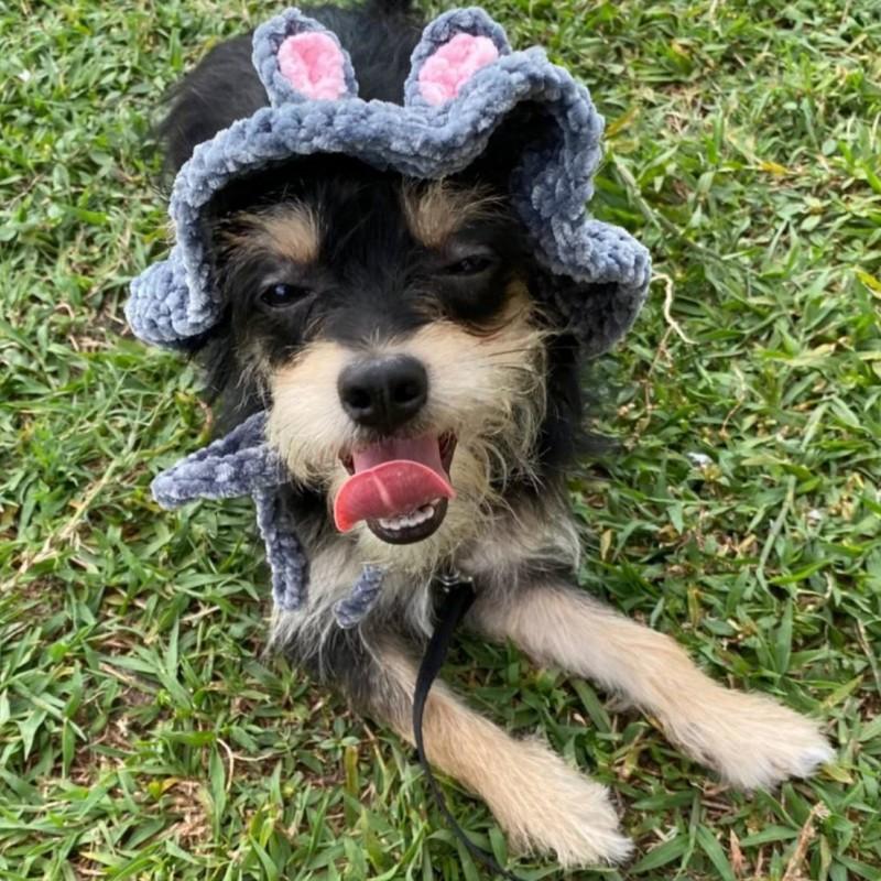 

Вязаная шапка с медвежьими ушками для взрослых, осенне-зимняя теплая утолщенная маска, интегрированная шерстяная шапка Pet hat average size 25-30cm