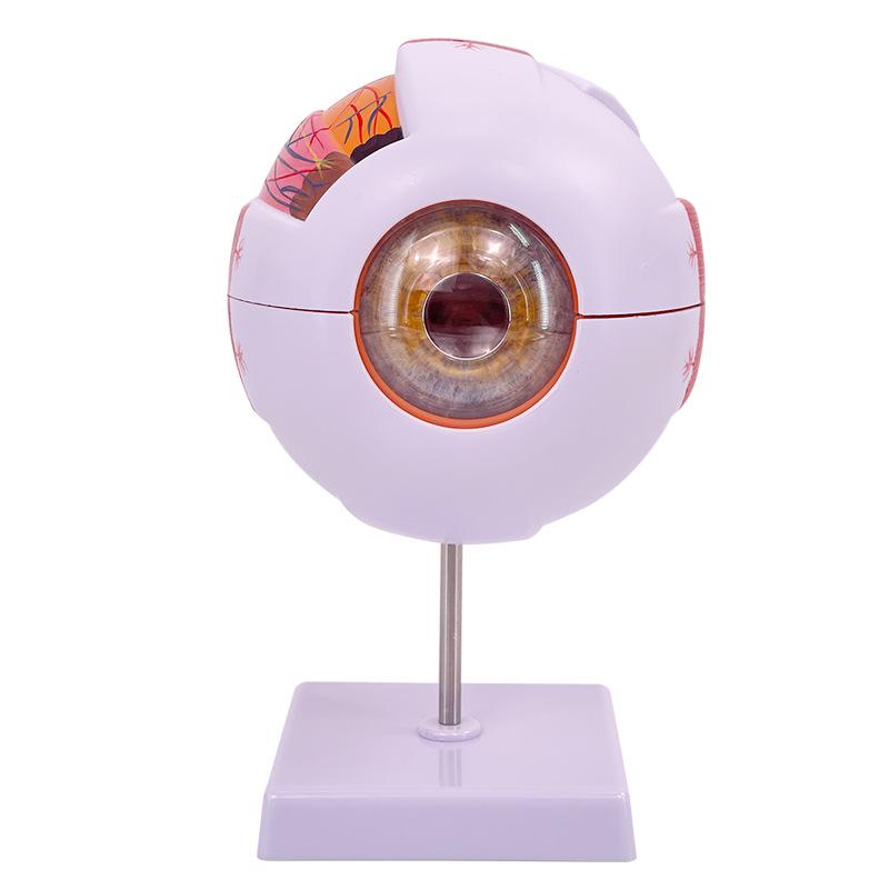 High-End Professional Human Eye Anatomical Model for Ophthalmology