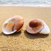 Shell Conch Bread Snail Natural Mediterranean Family Decorations Gifts Aquarium Decorative Christmas Toys Collectibles 5-7c V8Y3
