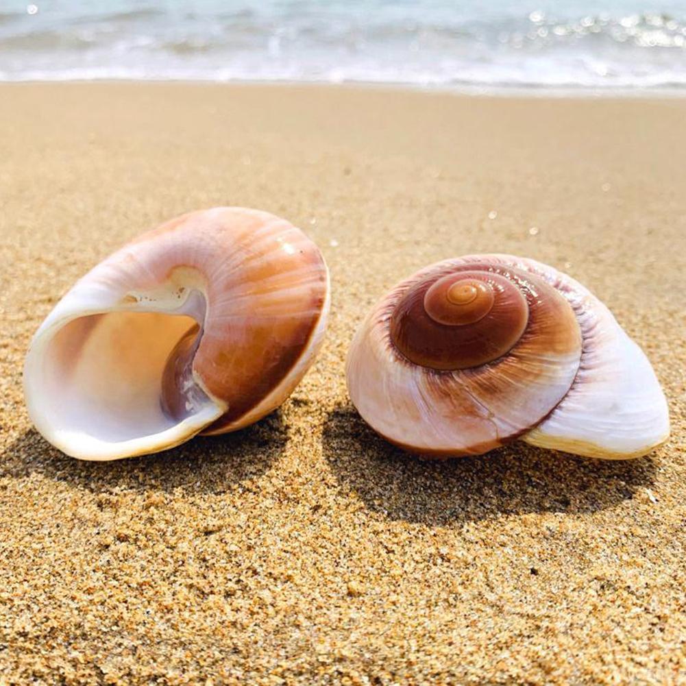 Shell Conch Bread Snail Natural Mediterranean Family Decorations Gifts Aquarium Decorative Christmas Toys Collectibles 5-7c V8Y3