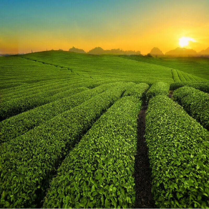 Nou Premium Spring Biluochun Green Tea Chinese Green Tea Organic Speciality Tea