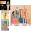 Colorful Children's Human Anatomy Skeleton Model Toy For Hands-on Learning With Diy Assembly And Clear Instruction Guide For Young Learners