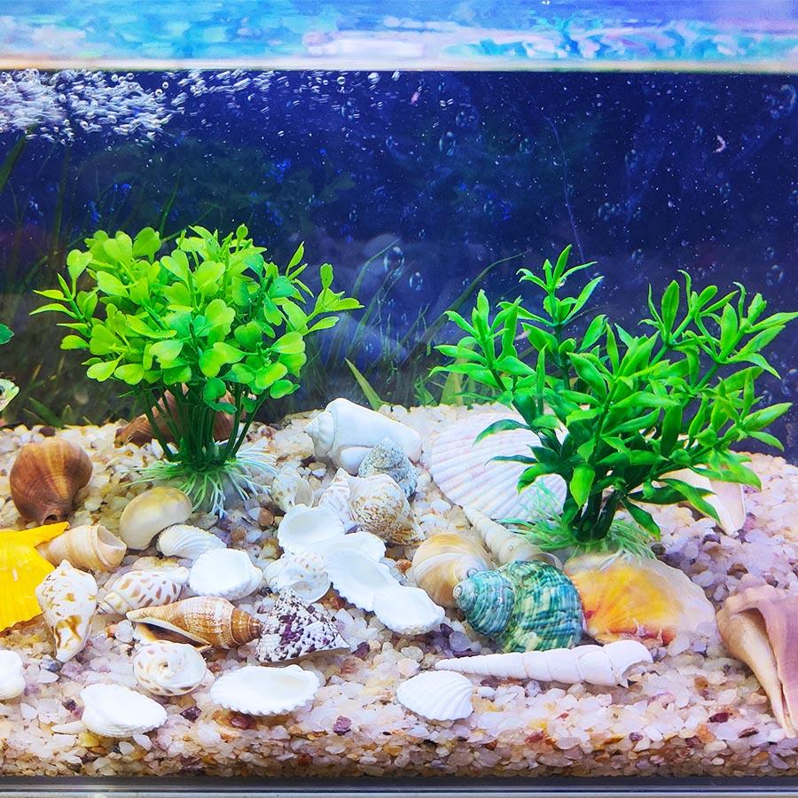 200G Beach Seashell Mediterranean Style DIY Fashion Mix Sea Shells Natural Crafts for Aquarium Fish Tank Decor Sea Conch