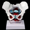 Female Pelvis Pelvic Floor Muscle Model Uterus Ovary Muscle Teaching Resources Educational Removable
