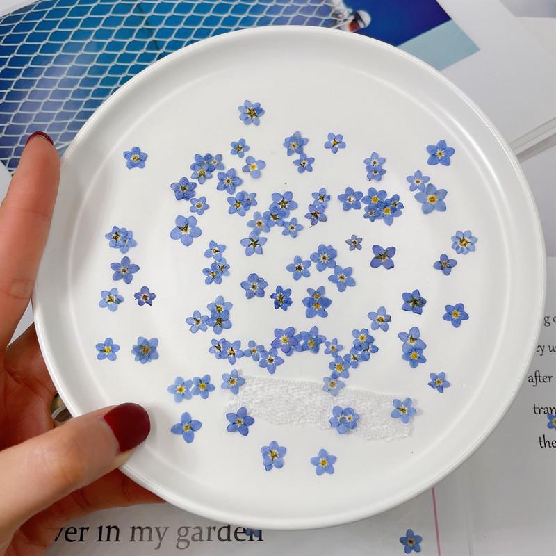 Mini Pressed Forget-Me-Not Flower Pack - Real Dried Flowers for Nail Art & Resin DIY