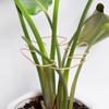 Newcomer Exclusive: Monstera Hydroponic Support Rod for Plant Shaping