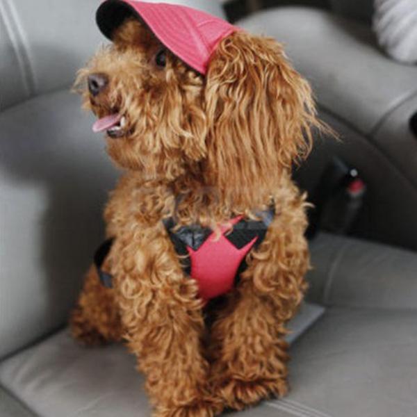 dog in baseball hat
