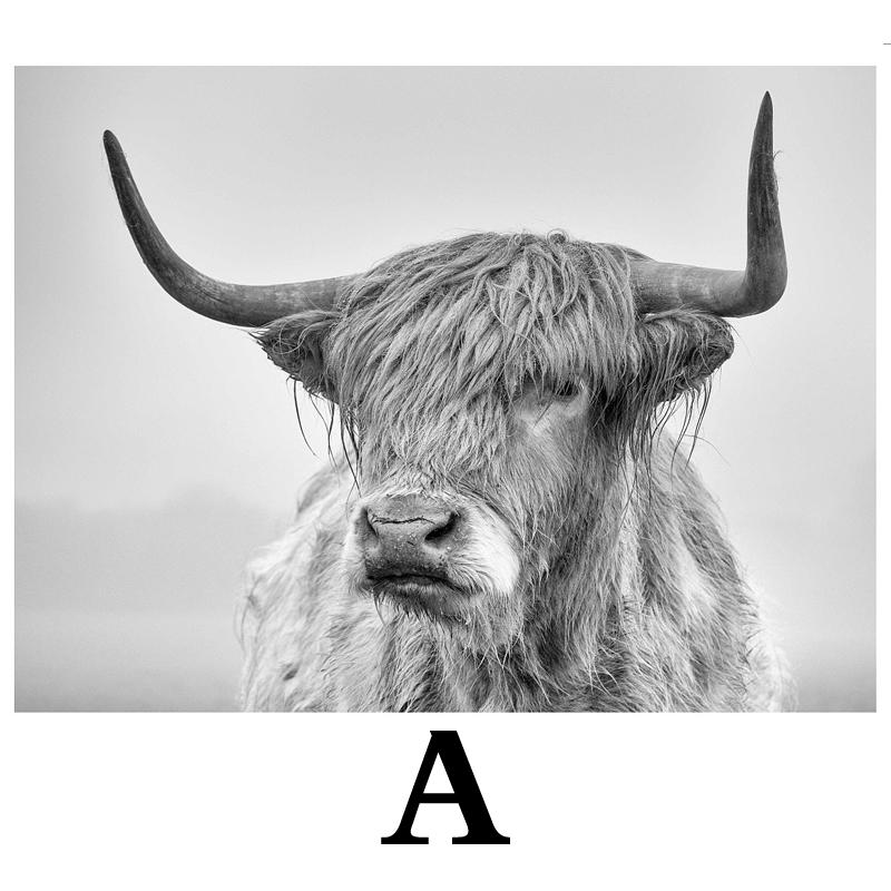 Highland Cow Yak Canvas Painting Wall Art Picture Poster Home Decor Decoration Highland Cow Yak Canvas Painting Wall Art Picture Poster Home Decor Decoration