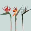 3pcs Artificial Bird Of Paradise Flowers Rubber Strelitzia 24.5'' Long Stem Flower Suitable For DIY Home Party Theme Decor